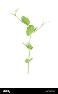 Pea shoot