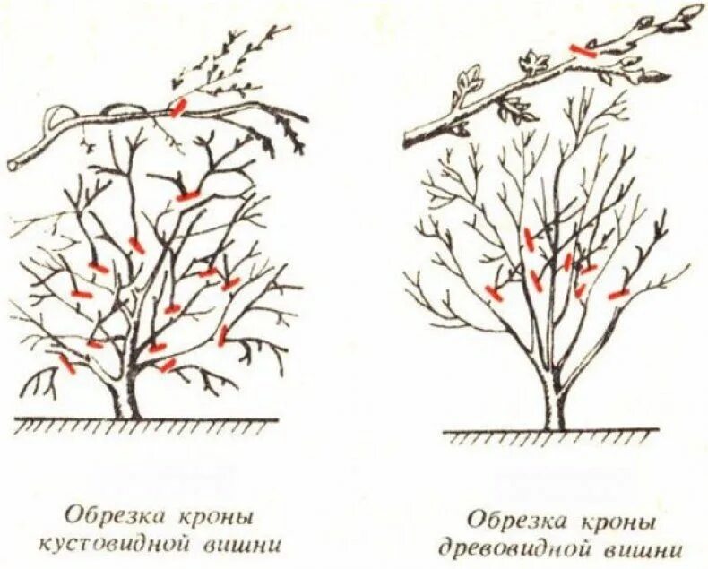 Обрезка молодой черешни весной. Обрезать вишню весной схема. Обрезка кустовидной вишни весной. Обрезка кустовой вишни весной схема. Обрезка вишни весной схема.