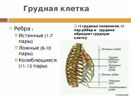 В состав грудной клетки входит грудина
