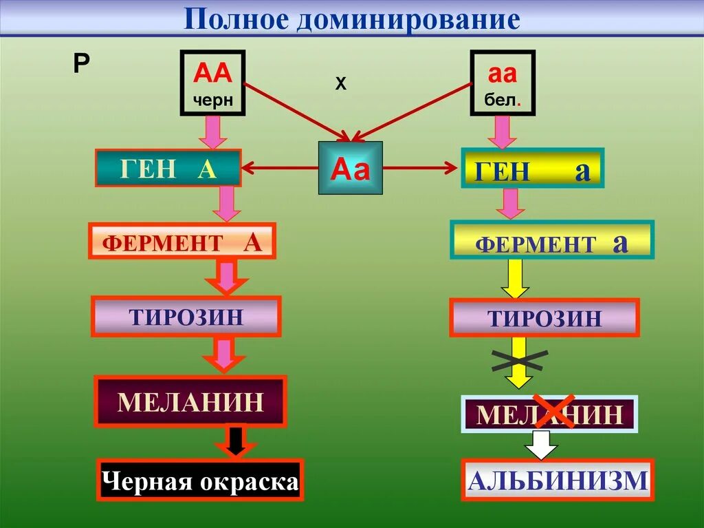 Определил полное доминирование. Полное доминирование это. полное доминирование примеры. полное доминирование генетика. полное доминирование это в биологии.