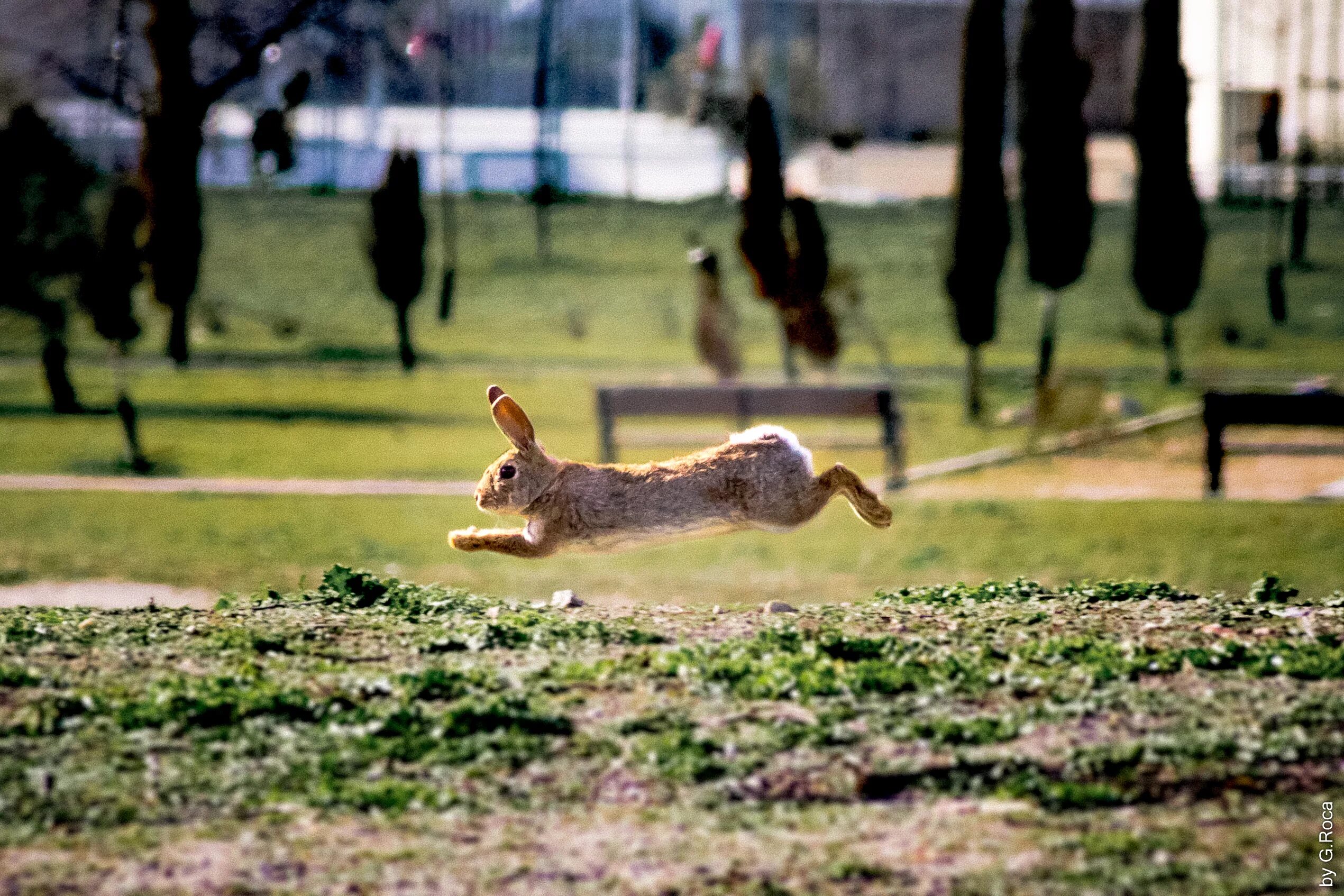 Заяц прыгает. Заяц в прыжке. Кенгуру бежит. Прыгающие млекопитающие. Зайцы в зоопарке