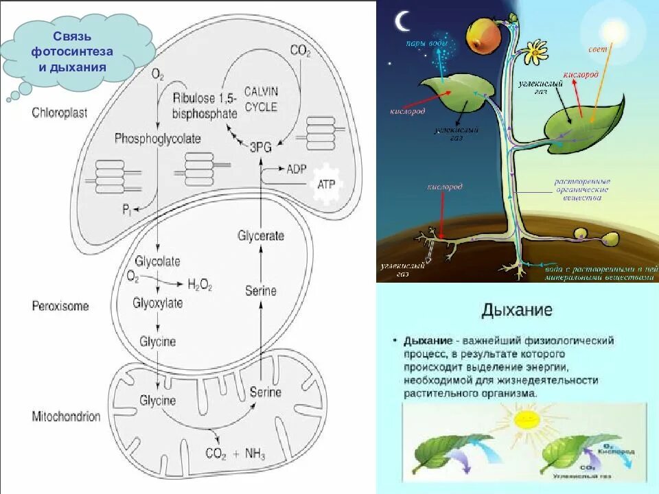 Взаимосвязь фотосинтеза. Взаимосвязь фотосинтеза и дыхания. Фотосинтез схема. Схема фотосинтеза у растений. Дыхание как и фотосинтез ответы