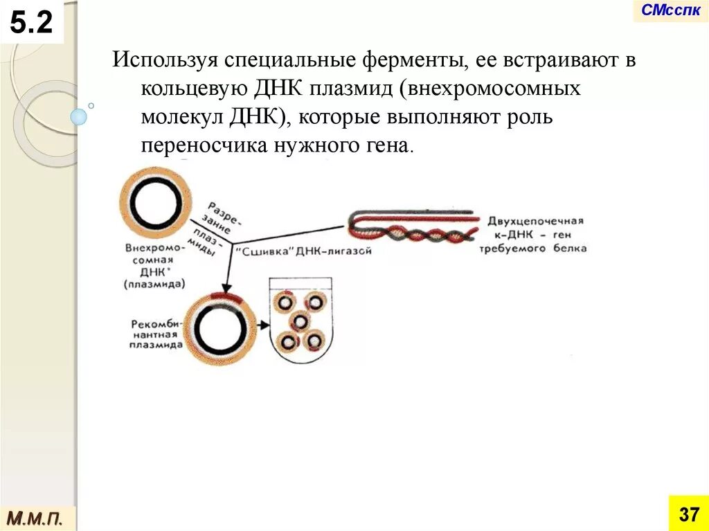 Плазмида кольцевая днк. Встраивание ДНК В плазмиду. Плазмиды в генной инженерии. Лигирование генная инженерия. Внехромосомная Кольцевая ДНК.