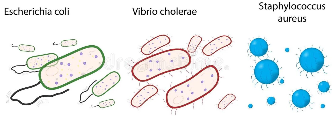 Staphylococcus e coli