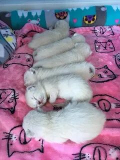 Котенок 1 день