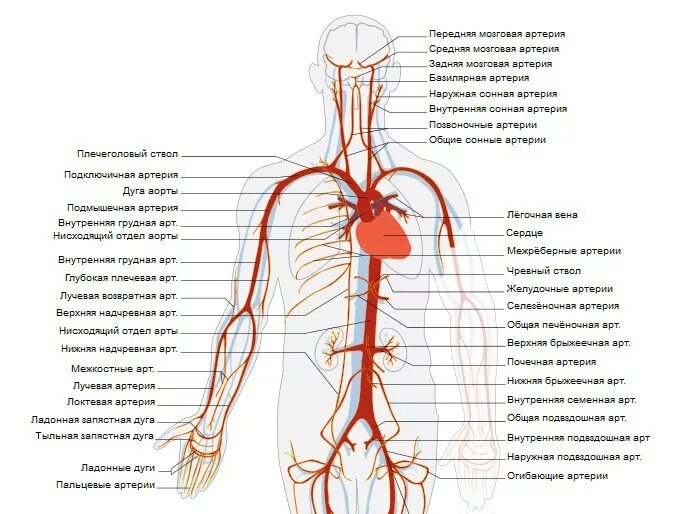 Артериальная система анатомия схема. Внутренняя грудная артерия анатомия. Артериальная система схема артерий. Внутренняя грудная артерия ветви схема.