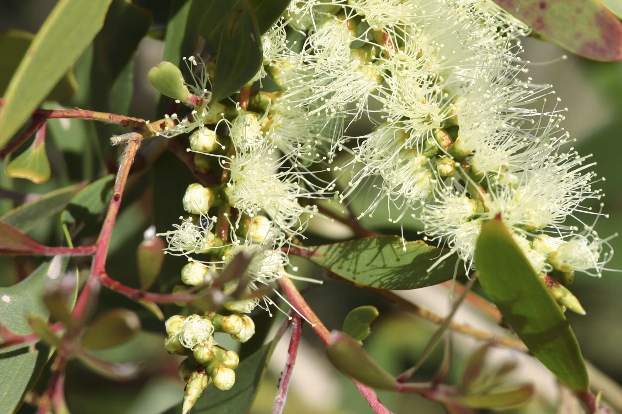 Эвкалипт растет в россии. Эвкалипт citriodora. Eucalyptus citriodora эвкалипт лимонный. Эвкалипт лимонный флагман. Эвкалипт таиландский.