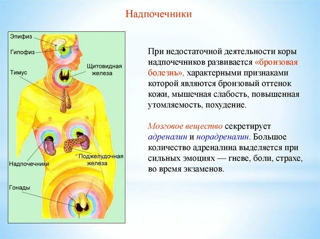 Активные вещества выделяемые железами внутренней секреции. Регуляция обмена веществ и энергии физиология. опишите упрощенную схему регуляции обмена веществ на уровне цнс.. механизмы регуляции обменных процессов. влияет ли алкоголь на железы внутренней секреции.