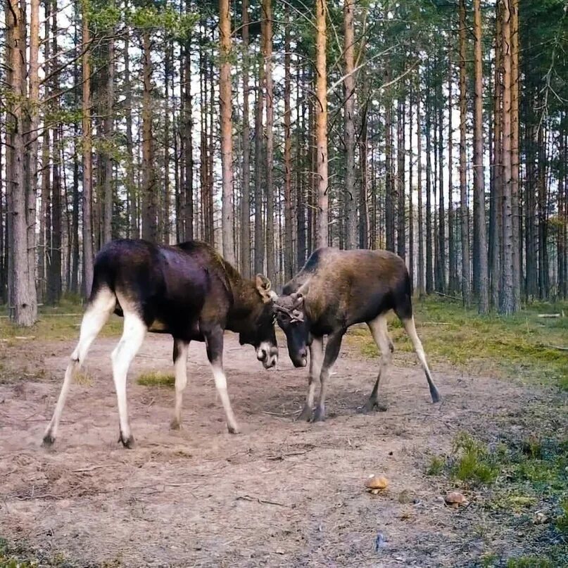 Рога лося. Лось лосиха лосенок. Лосиный спб. Лось бежит. Лось на комендантском проспекте.