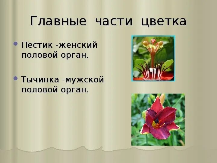 Женский орган цветка 6. Женский орган цветка 6. Строение цветка схема без подписей. Модель строения цветка. Органы пестика.