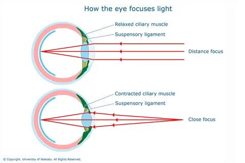 Optical can force the eyes to see