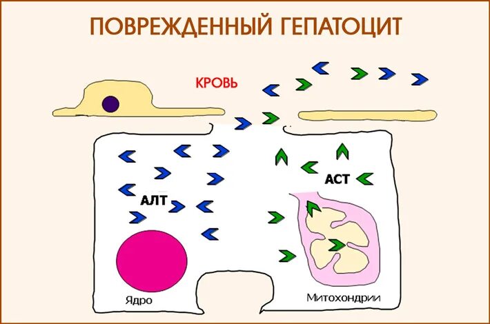Алт аст что это такое простым. Алт аст. алт и аст локализация. аланинаминотрансфераза (алт). алт и аст картинки.