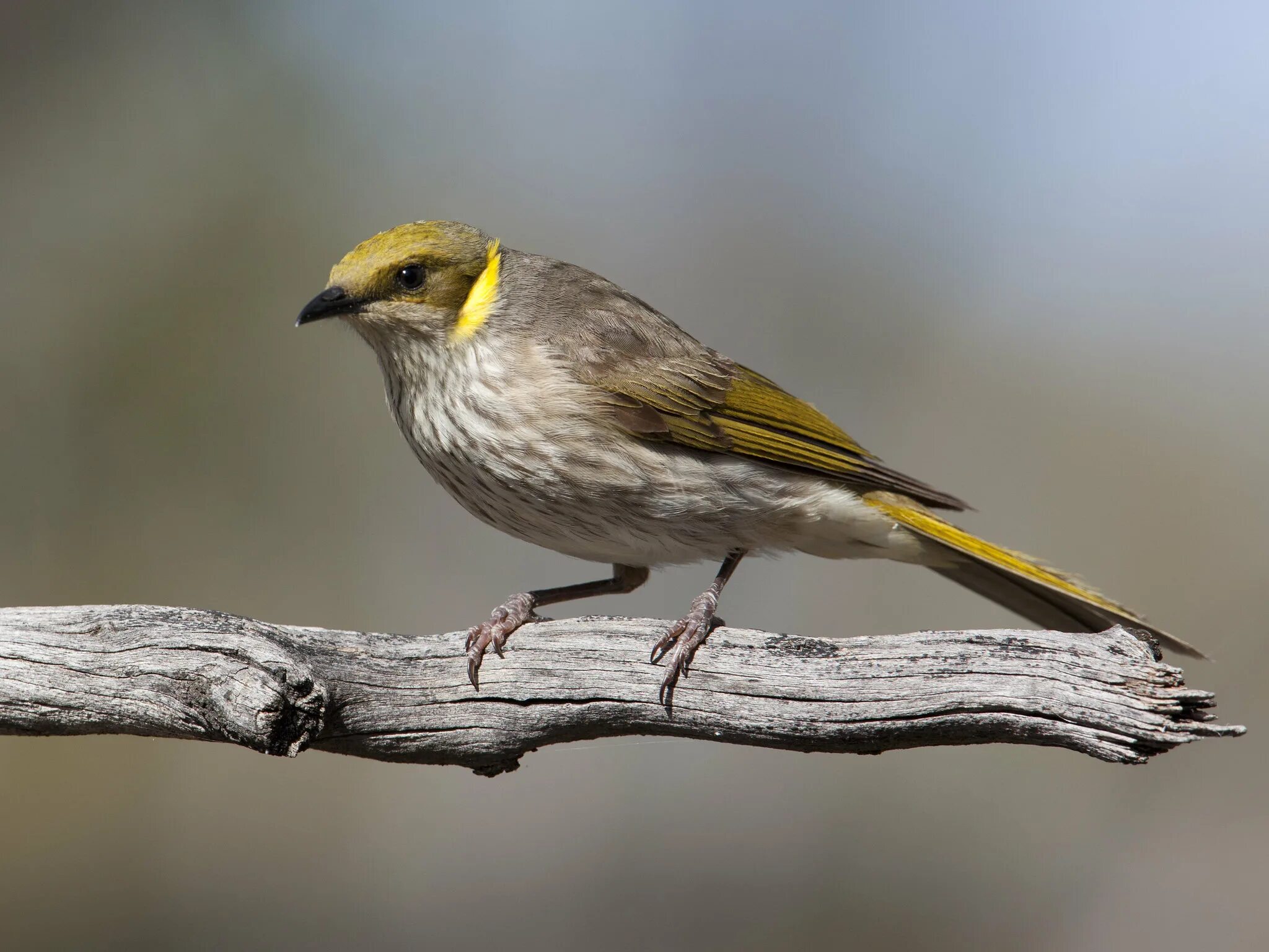 Карьер охры. Yellow wiki. Вики желтый. Yellow википедия. Корольковая шипоклювка.
