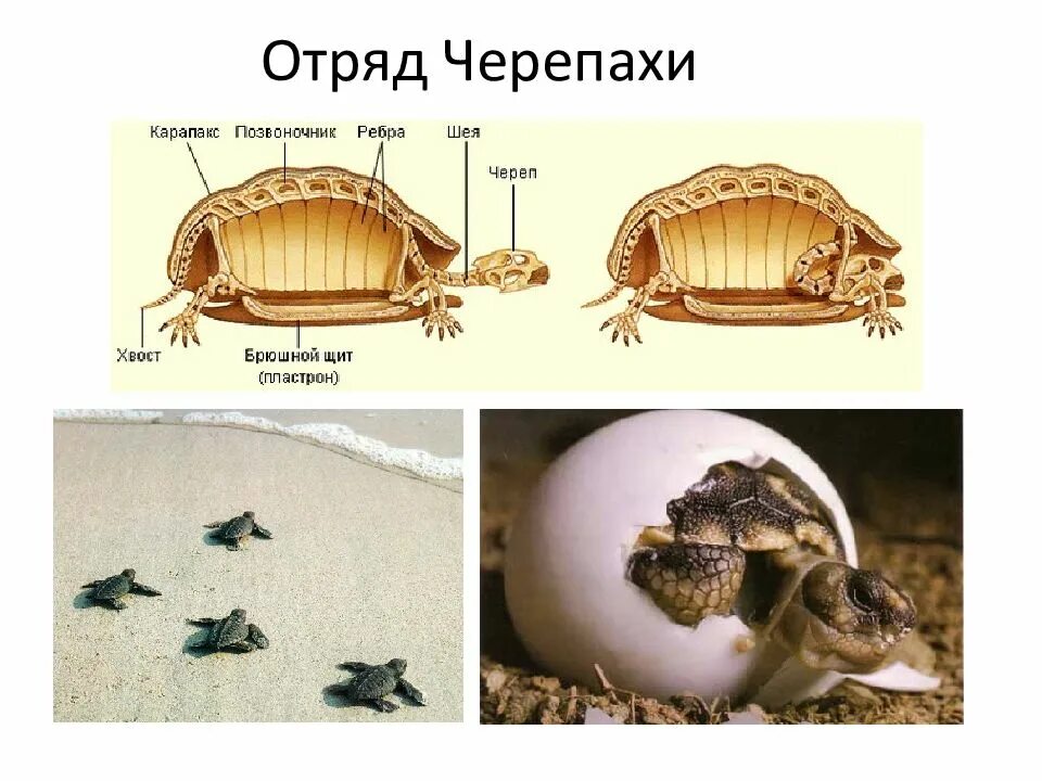 Отряды пресмыкающихся черепахи. Представители черепах пресмыкающихся. Представители отряда черепахи класса пресмыкающиеся. Представители отряда черепахи 7 класс. Класс пресмыкающиеся отряд черепахи.