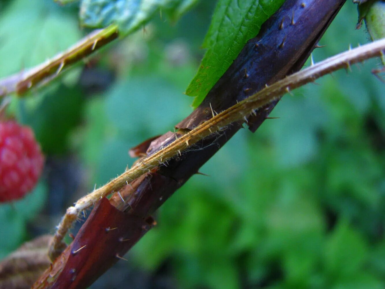 Дидимелла малины. Малина болезни весной. Пурпурная пятнистость малины. Дидимелла малины. Малина болезни весной.