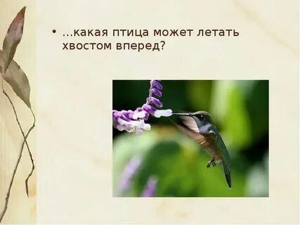 Хвостом вперед