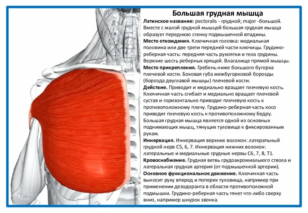 Сокращение мышцы в груди. Болезненность грудной мышцы. Остеохондроз. Невралгия межреберных мышц. ).