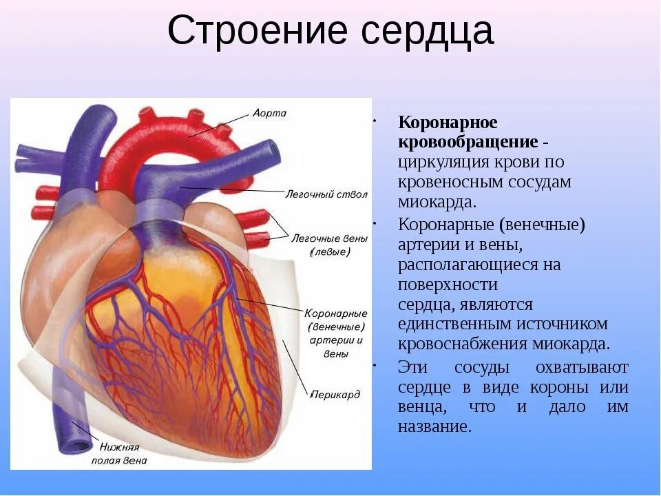 Кровеносная система человека строение сердца. Строение сердца и кровеносной системы. Строение кровеносных сосудов строение сердца. Круги кровообращения сердца человека биология 8 класс.