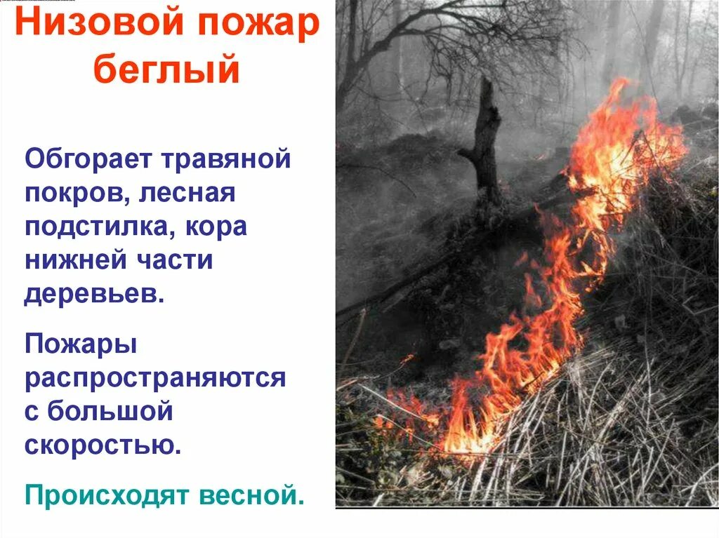 Лесные пожары верховые низовые торфяные. Лесной низовой пожар характеристика. Виды пожаров низовой верховой подземный. Низовой лесной пожар. Низовой лесной пожар.