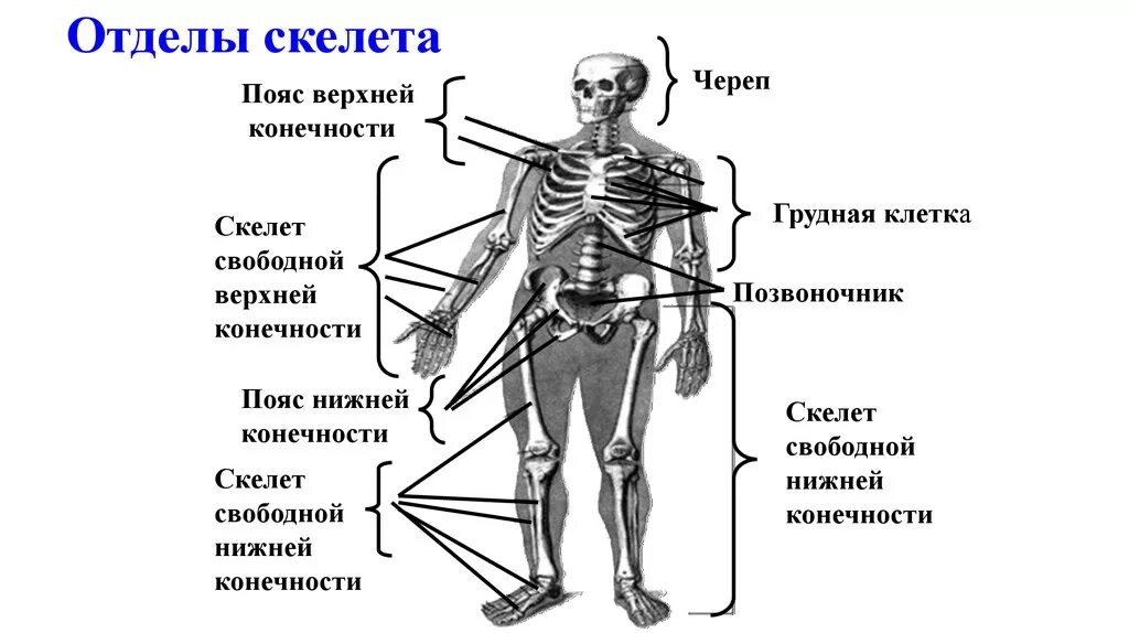Отдел скелета строение функция. Строение скелета отделы скелета. Назови основные отделы скелета человека. Назовите и охарактеризуйте основные отделы скелета человека..