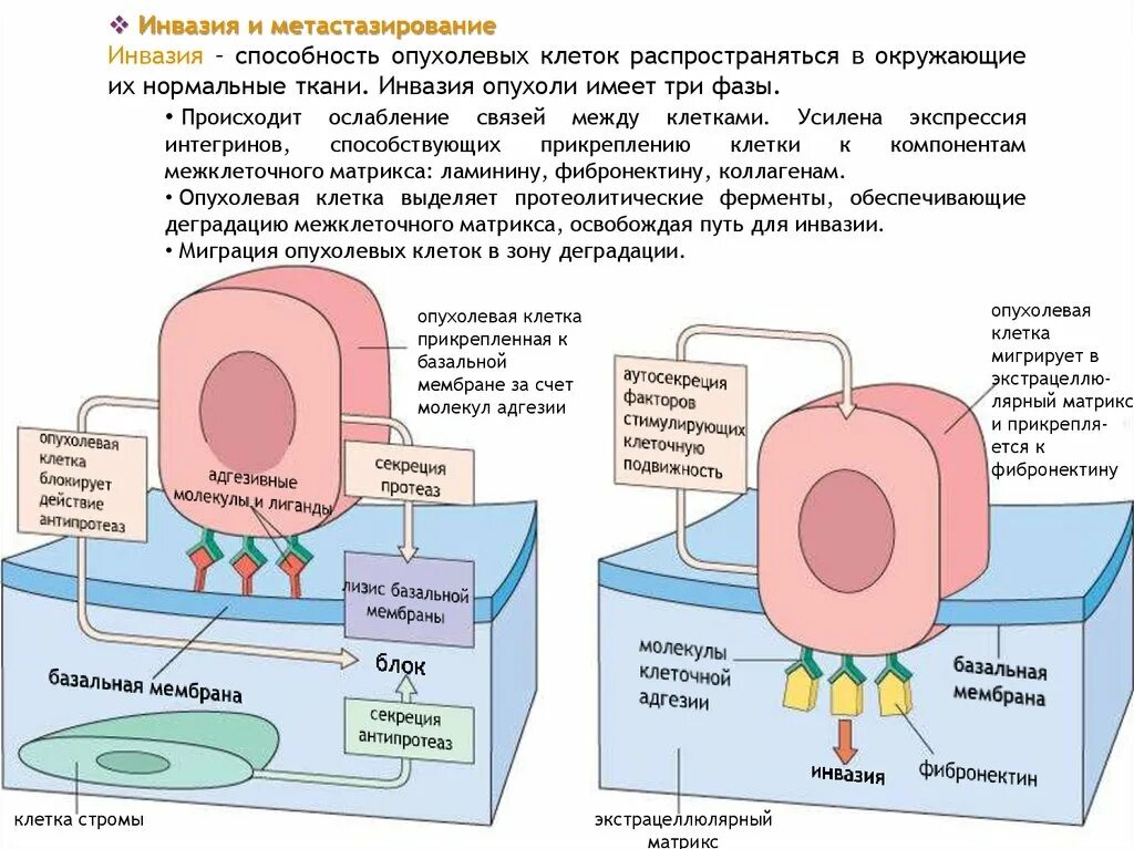 Обязательная потеря молекул клеточной адгезии происходит в