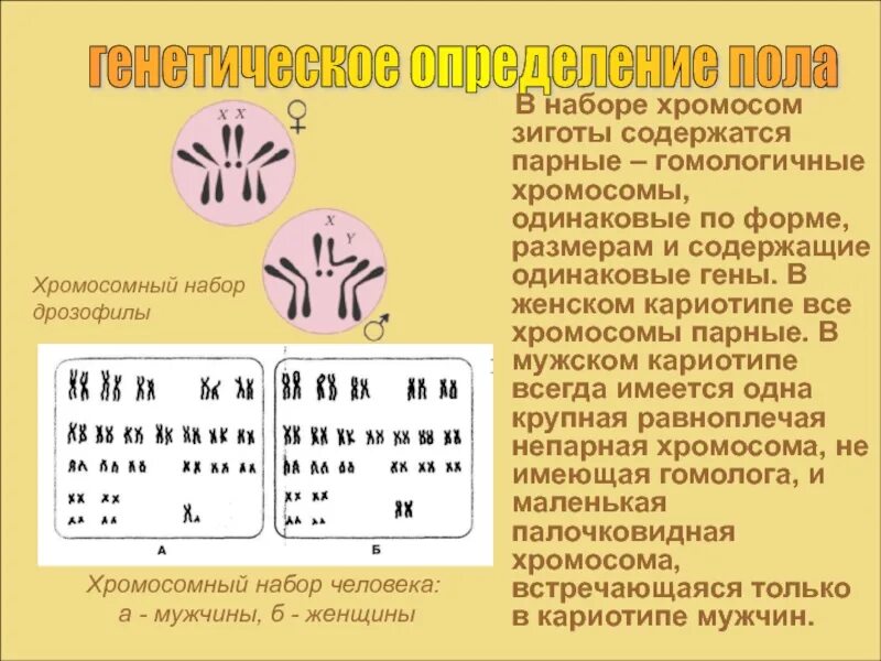 Как называется набор хромосом. Кариотип дрозофилы. набор хромосом. зигота набор хромосом. хромосомный набор человека.