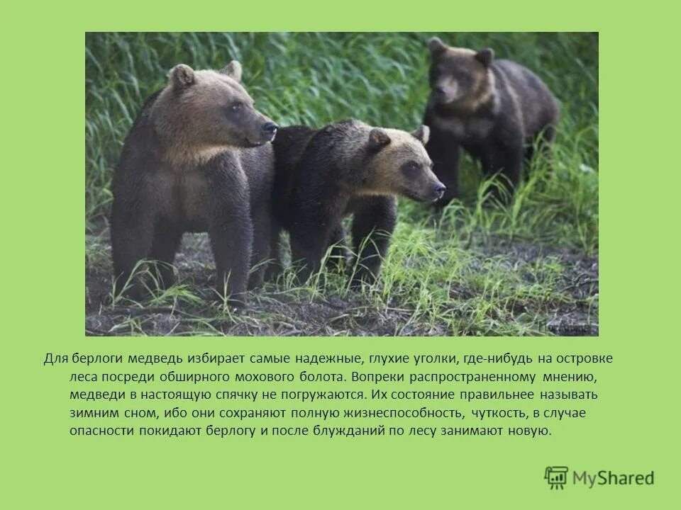 уссурийский бурый медведь. всеядные животные. медведь травоядное или хищное животное. черный медведь луизиана. хищные животные медведь.