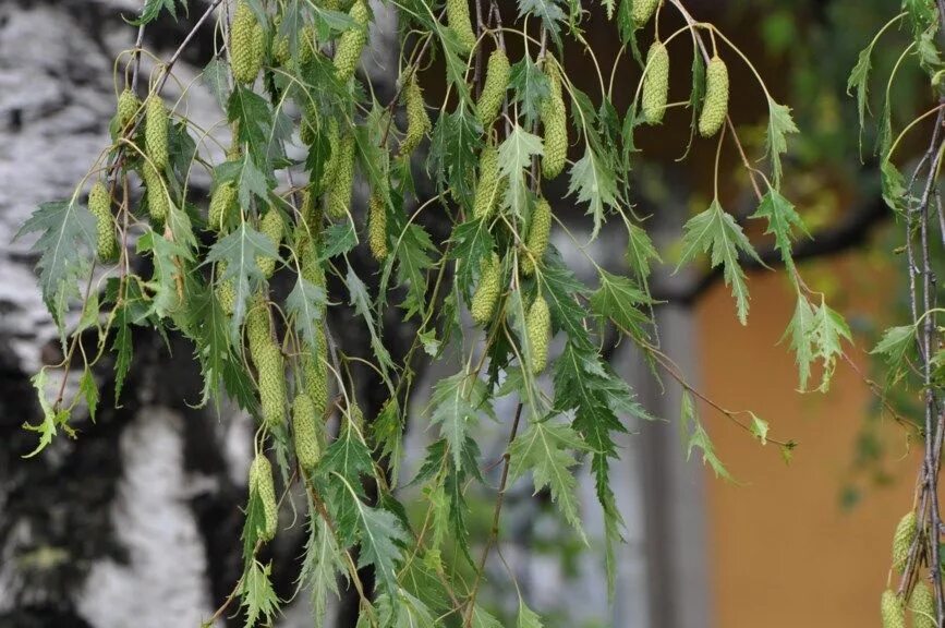 Береза далекарлийская / betula dalecarlica. Береза повислая криспа. Берёза повислая далекарлийская. Береза повислая лациниата. Береза повислая криспа.