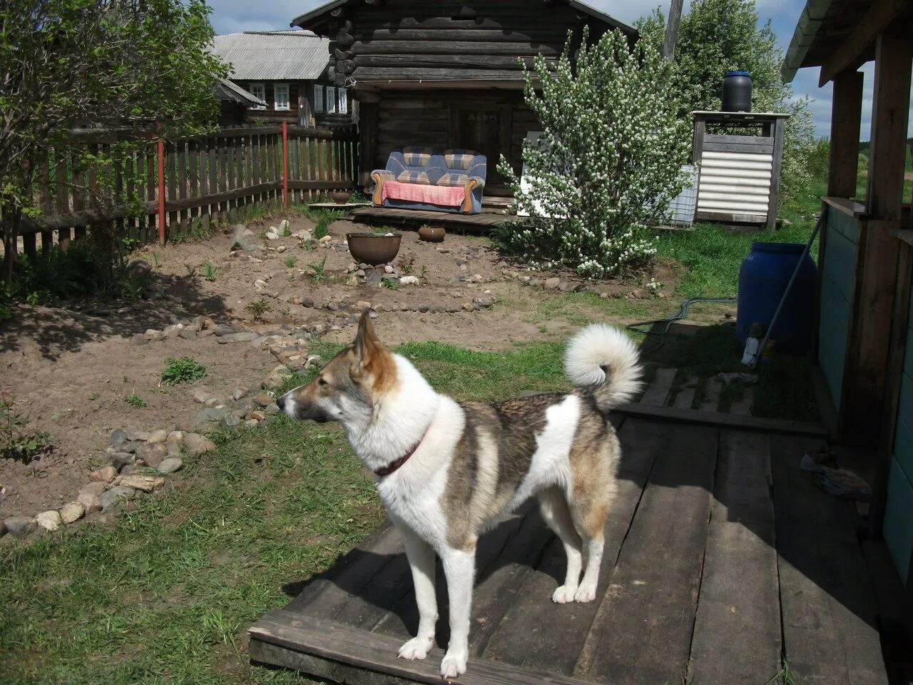Собаки коряжма. Щенки в коряжме. Щенки в коряжме. Пегая гончая. Пропали коряжма.