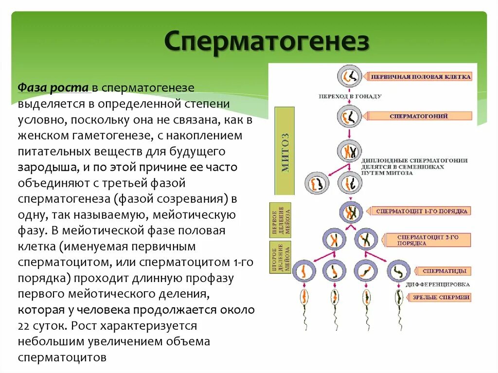 Сперматогенез сколько клеток