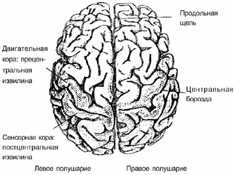 Блоки головного мозга полушарием. Полушарие головного мозга схема-строение. строение головного мозга сверху. головной мозг полушария большого мозга схема. схема кора головного мозга полушария.