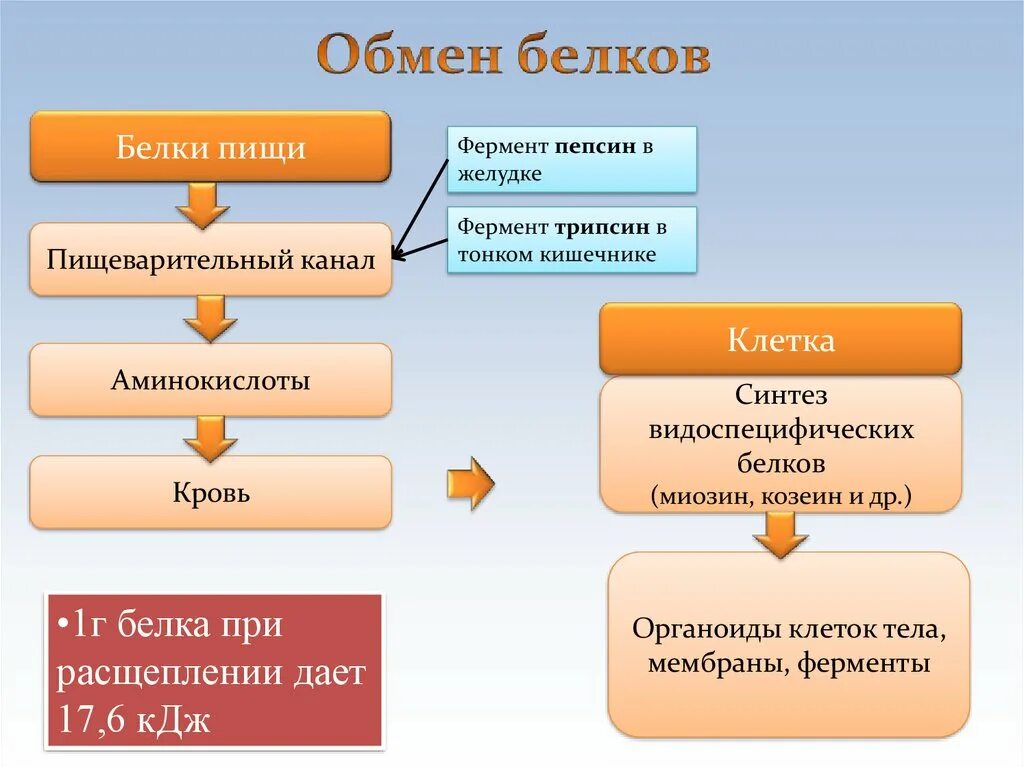 Обмен жиров ферменты