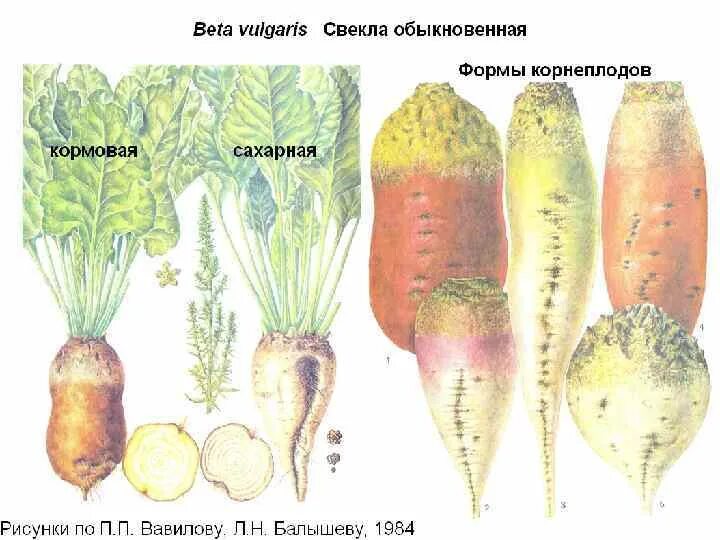 Кормовая свекла является кормовой. Сахарная свёкла и кормовая отличие. Сахарная свекла кормовая свекла отличия. Свёкла кормовая корнеплоды. Свекла кормовая и сахарная разница.