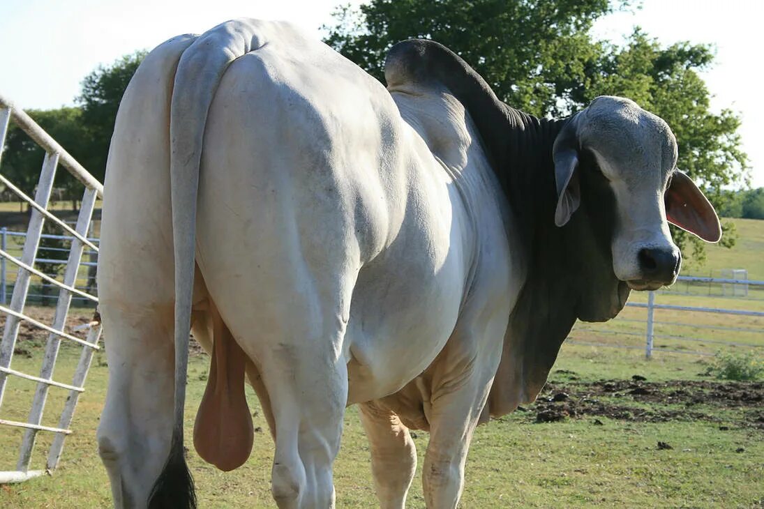 Bull cock. Огромный бык.