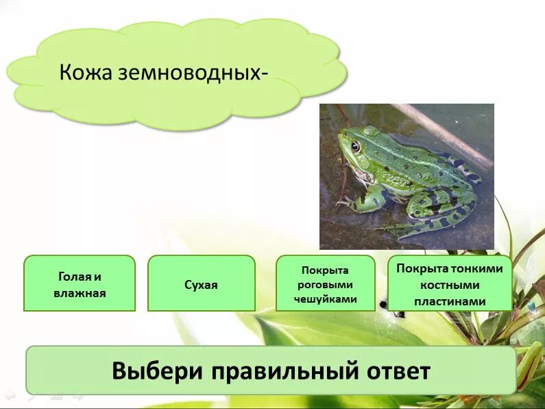 Тест по земноводным 8. Кожа земноводных. Покровы земноводных. Кожа земноводные амфибии. Кожа земноводных покрыта.