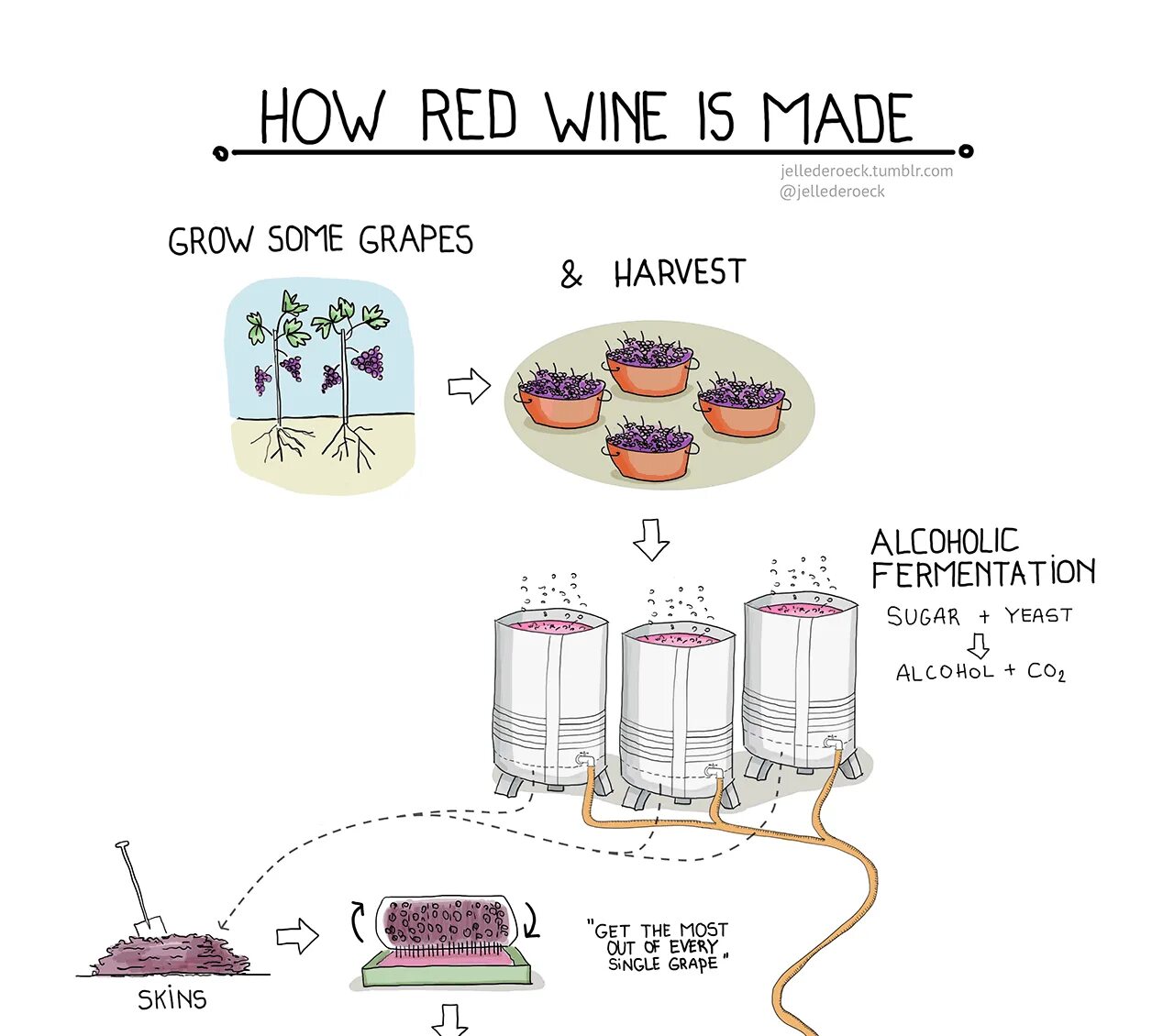 Wine processing. How red wine is made. wine making process. wine production process. how white wine is made.