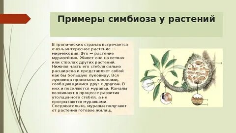 Какой организм симбиотический