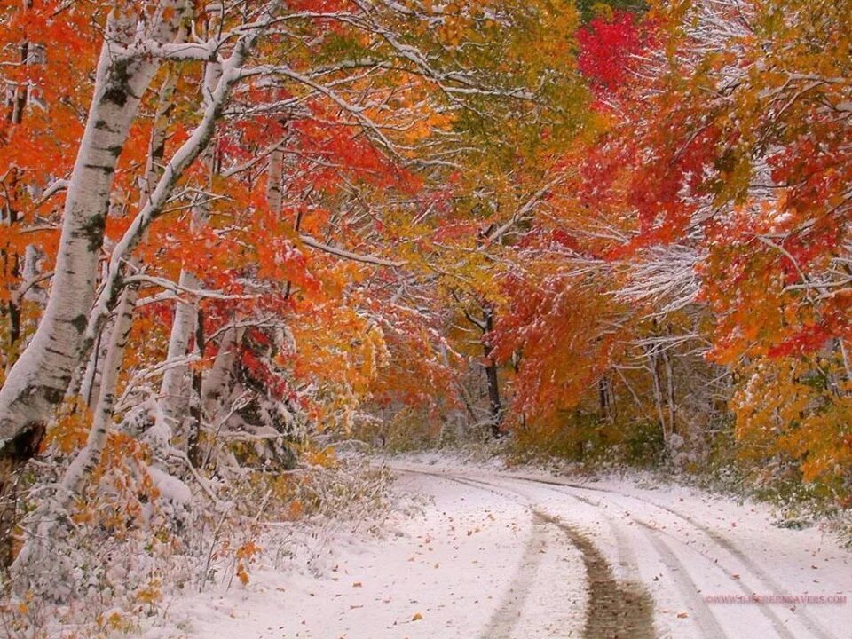 Снежная осень. Осень ноябрь. Осень снег. Снег осенью.