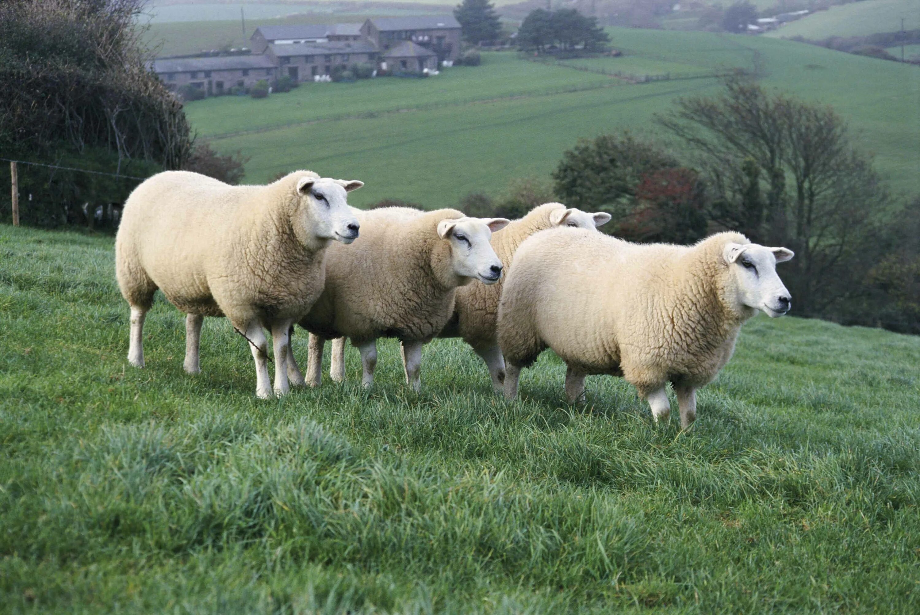 Тексель порода овец. Овцы тексель. Мясная порода тексель. Овцы тексель. Овцы тексель.