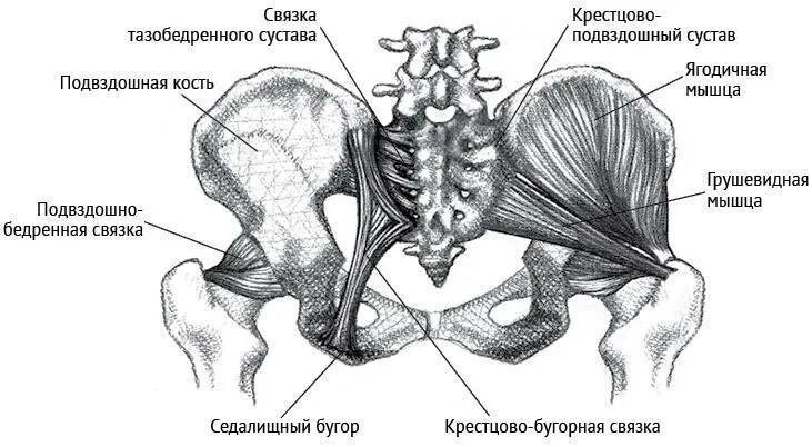 Крестцово остистая связка. Кресцово бугорнаясвящка. Кости крестцово подвздошного сустава. Крестцово-остистая связка анатомия. Крестец подвздошная кость