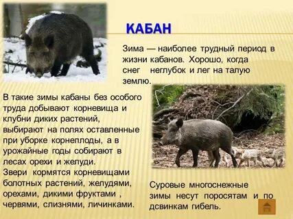 Сообщение о диком