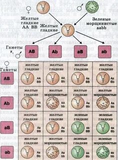 Фенотип гороха