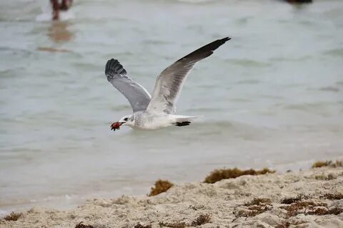 Beach bird