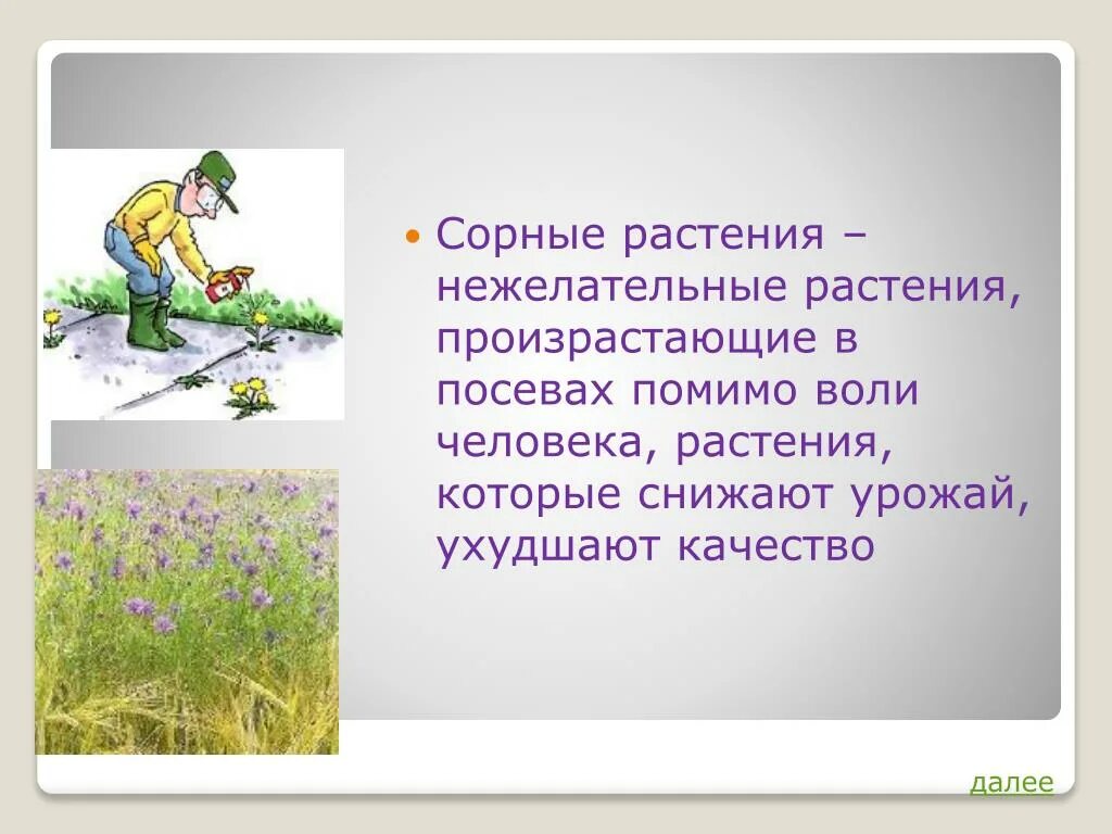 Сорные растения сорные растения. Однокоренные слова к слову нос. Пырей ползучий сорные растения семена. Корневищные сорные растения. Корневая поросль.