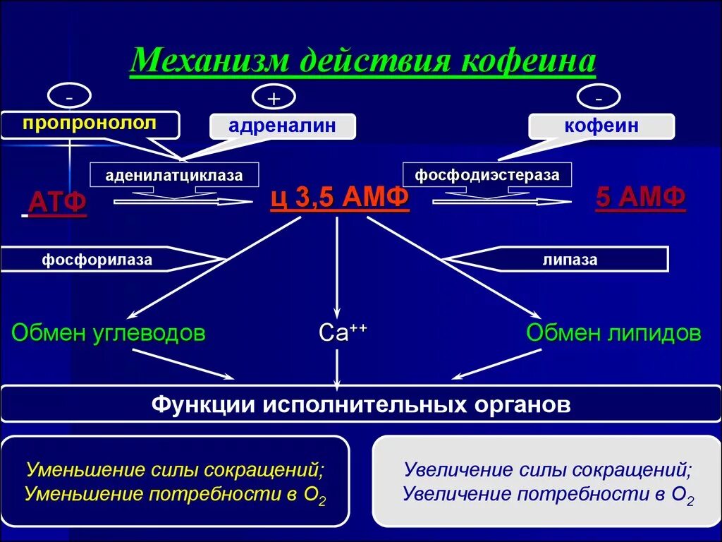 Механизм действия кофеина фармакология. Корфецин механизм действия. Механизм действия кофеина схема. Центральные и периферические эффекты кофеина.