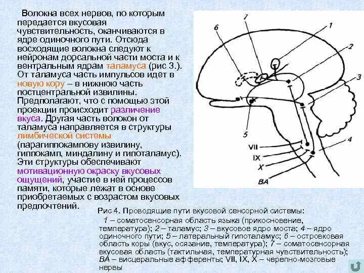 После обработки полученной информации от чувствительного нерва
