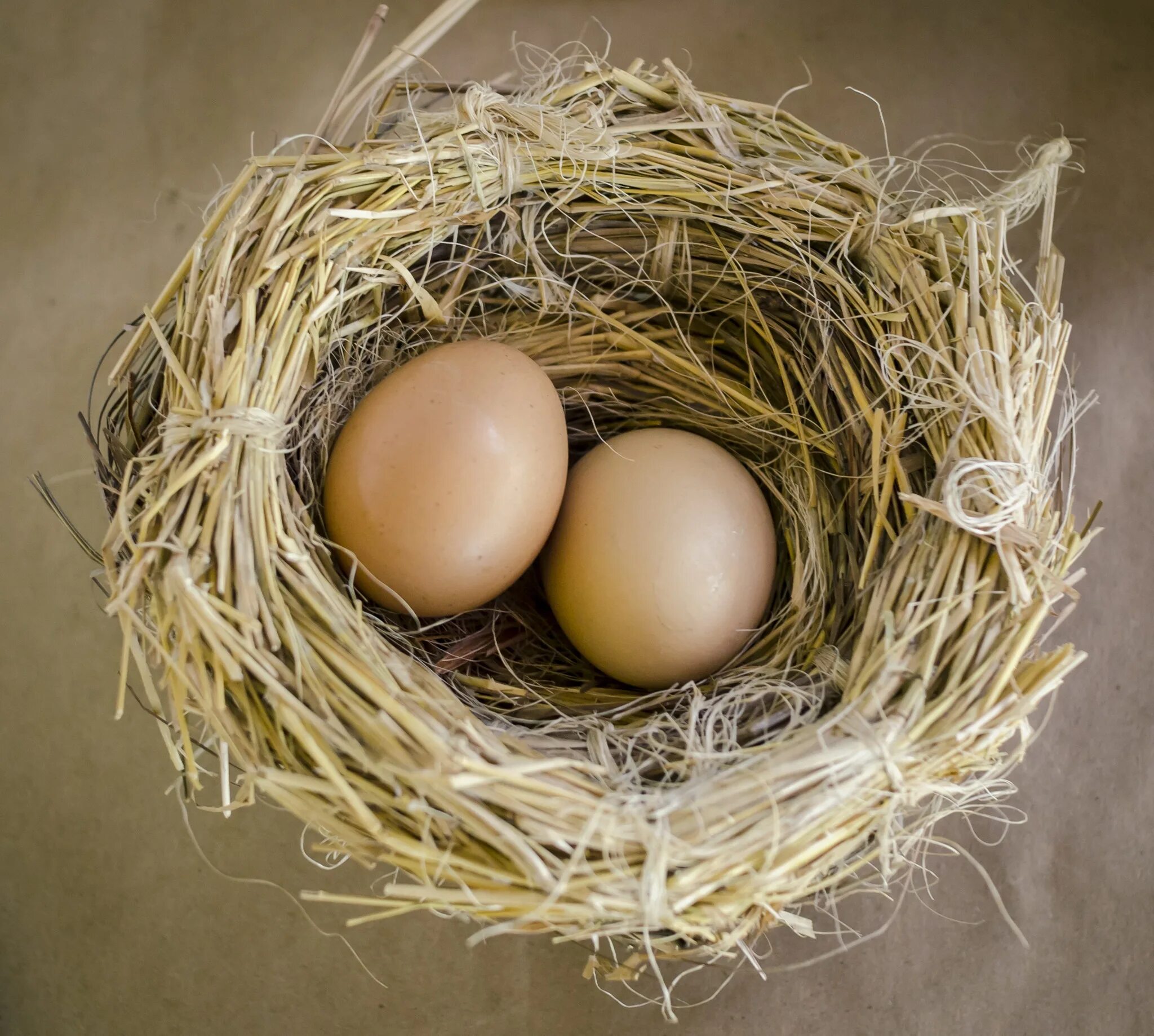 Сарыч гнездо яйцо. Гнездо с яйцами. Яйца птиц. Птичьи яйца в гнезде.