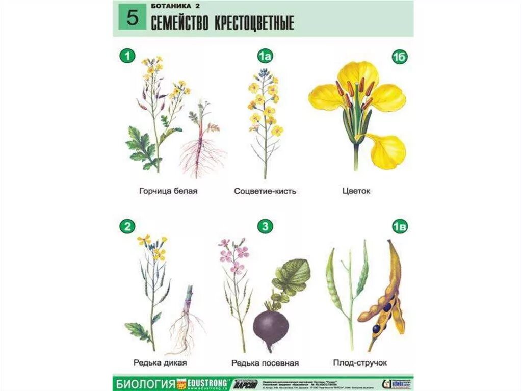 Формула цветка растений семейства крестоцветные. Формула цветка крестоцветных растений. Редька Дикая соцветие.