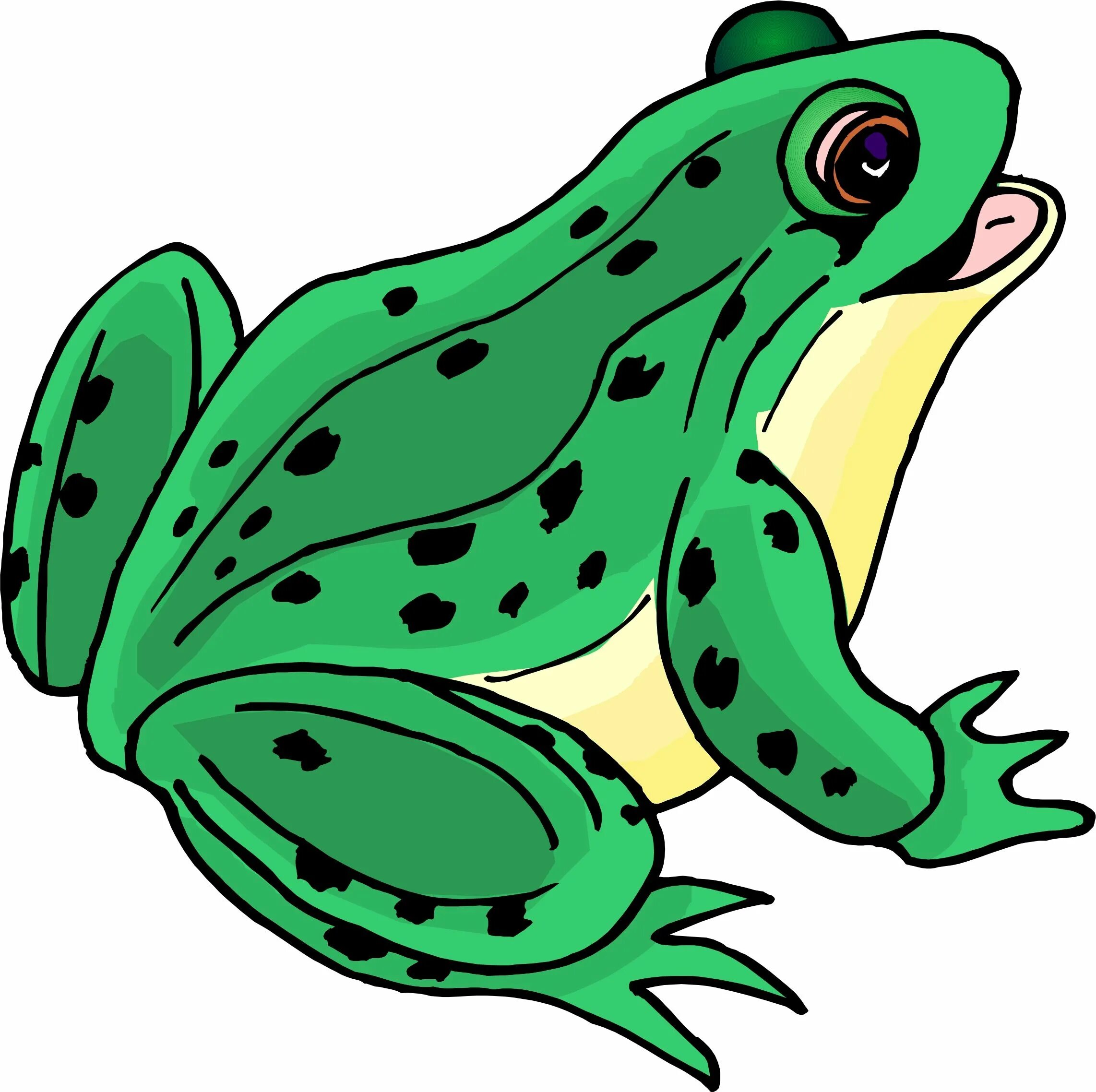 Animated frog. Лягушка анимация. Лягушка. Animated frog. Гиф фрогги.