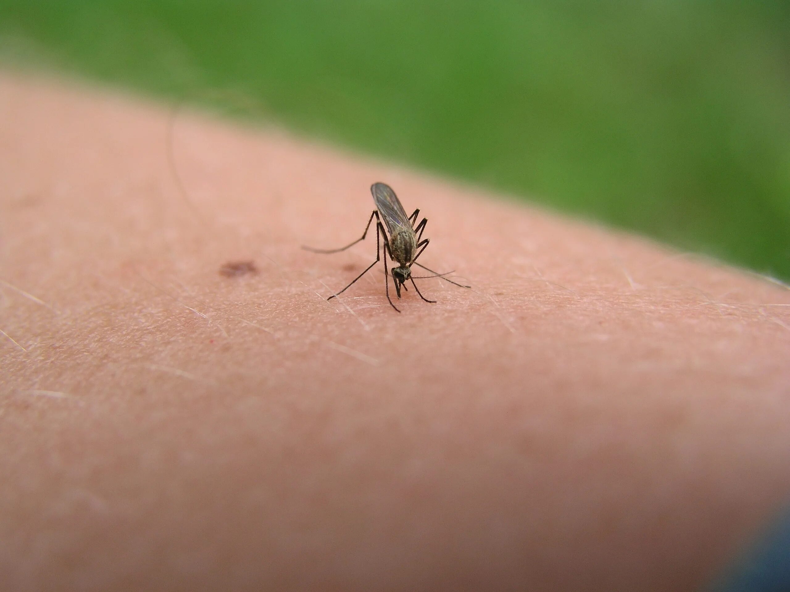 Сколько укусов комаров. Укусы домашних насекомых. Маленькие комары. Маленькое насекомое кусается. Мелкие кусачие насекомые.
